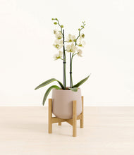 Load image into Gallery viewer, Eternal Gray stand:bamboo