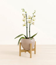 Load image into Gallery viewer, Desert Brown stand:bamboo