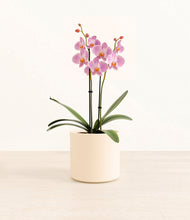 Load image into Gallery viewer, Cream*****Profile