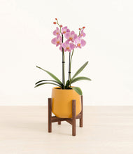 Load image into Gallery viewer, Mustard stand:walnut