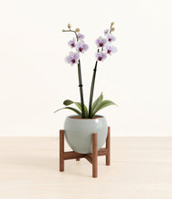 Load image into Gallery viewer, Deep Ocean stand:walnut