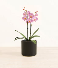 Load image into Gallery viewer, Black*****Profile