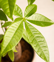 Load image into Gallery viewer, ALL