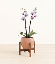 Load image into Gallery viewer, Calm Rose stand:walnut