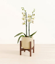 Load image into Gallery viewer, Almond Green stand:walnut