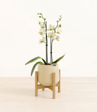 Load image into Gallery viewer, Almond Green stand:bamboo