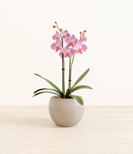 Load image into Gallery viewer, Desert Brown*****Profile