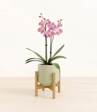 Load image into Gallery viewer, Turquoise stand:bamboo