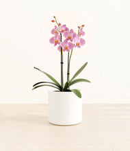 Load image into Gallery viewer, White*****Profile