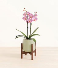 Load image into Gallery viewer, Turquoise stand:walnut