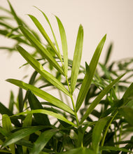 Load image into Gallery viewer, ALL