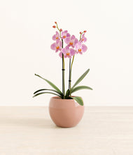 Load image into Gallery viewer, Calm Rose*****Profile