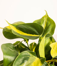 Load image into Gallery viewer, ALL