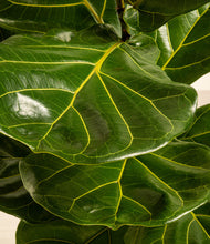 Load image into Gallery viewer, ALL