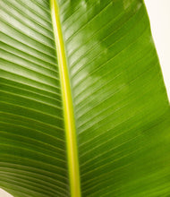 Load image into Gallery viewer, ALL