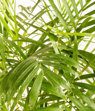 Lade das Bild in den Galerie-Viewer, ALL