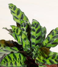 Load image into Gallery viewer, ALL