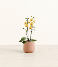 Load image into Gallery viewer, Calm Rose*****Profile