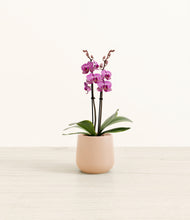 Load image into Gallery viewer, Gentle Pink*****Profile