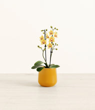 Load image into Gallery viewer, Mustard*****Profile