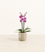 Load image into Gallery viewer, Sage Green*****Profile