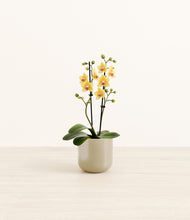 Load image into Gallery viewer, Sage Green*****Profile