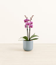 Load image into Gallery viewer, Misty Blue*****Profile