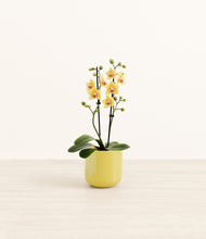 Load image into Gallery viewer, Key Lime Yellow*****Profile