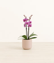 Load image into Gallery viewer, Sandy Pink*****Profile