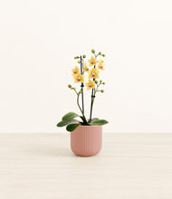 Load image into Gallery viewer, Striped Rose Pink*****Profile