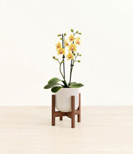 Load image into Gallery viewer, Snowdrift White stand:walnut