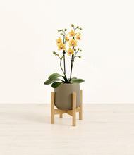 Load image into Gallery viewer, Olive stand:bamboo