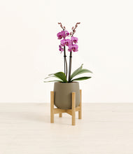 Load image into Gallery viewer, Olive stand:bamboo