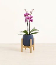 Load image into Gallery viewer, Deep Navy stand:bamboo