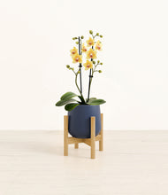 Load image into Gallery viewer, Deep Navy stand:bamboo