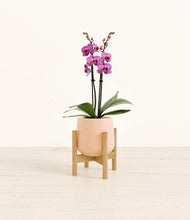 Load image into Gallery viewer, Gentle Pink stand:bamboo