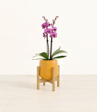 Load image into Gallery viewer, Mustard stand:bamboo