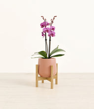 Load image into Gallery viewer, Calm Rose stand:bamboo