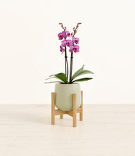 Load image into Gallery viewer, Turquoise stand:bamboo