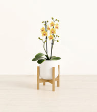 Load image into Gallery viewer, White stand:bamboo