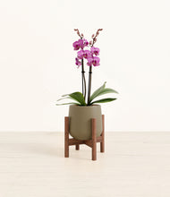 Load image into Gallery viewer, Olive stand:walnut