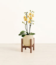 Load image into Gallery viewer, Almond Green stand:walnut