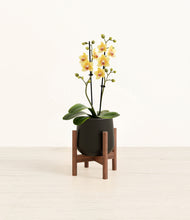 Load image into Gallery viewer, Black stand:walnut