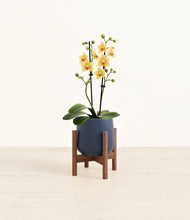 Load image into Gallery viewer, Deep Navy stand:walnut
