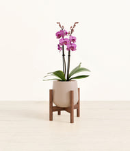 Load image into Gallery viewer, Eternal Gray stand:walnut