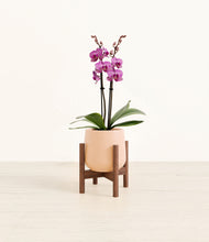 Load image into Gallery viewer, Gentle Pink stand:walnut