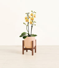 Load image into Gallery viewer, Gentle Pink stand:walnut