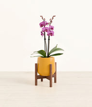 Load image into Gallery viewer, Mustard stand:walnut