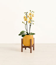 Load image into Gallery viewer, Mustard stand:walnut