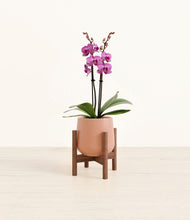 Load image into Gallery viewer, Calm Rose stand:walnut